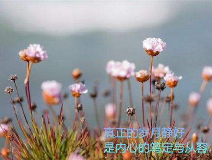 一日禅｜真正的岁月静好，是内心的笃定与从容