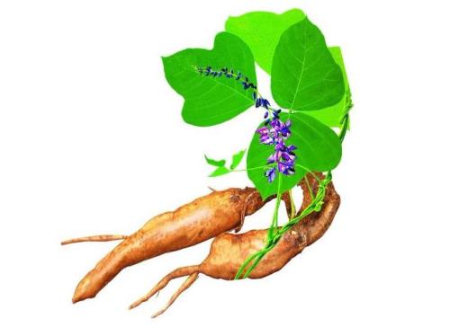 《本草纲目》对其记载 它是血管天然支架 《本草纲目》对其记载 它是血管天然支架