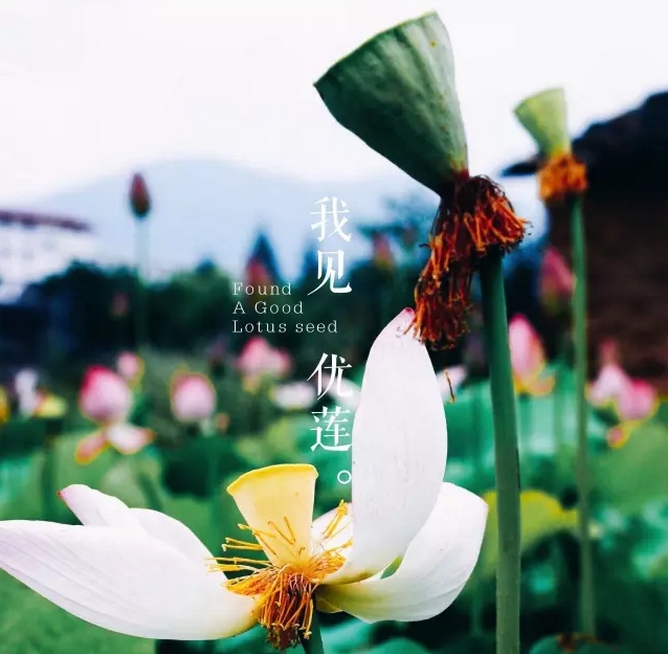 【我见优莲】武夷莲乡行 【我见优莲】武夷莲乡行