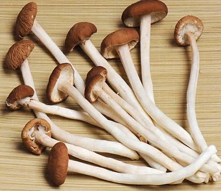 常吃茶树菇 健脾抗衰老 常吃茶树菇 健脾抗衰老