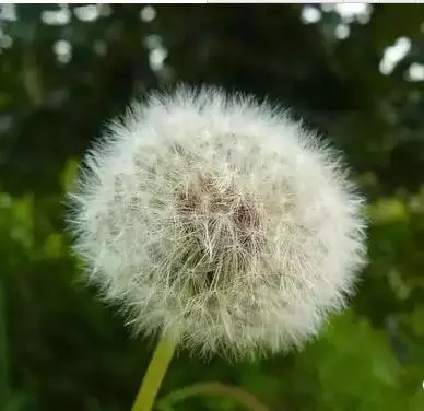 “药草皇后”蒲公英，没想到用来泡水这么厉害！