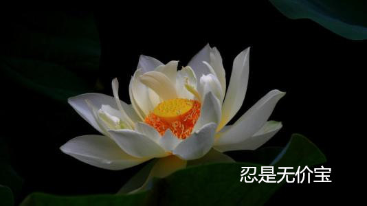 一日禅：忍是无价宝