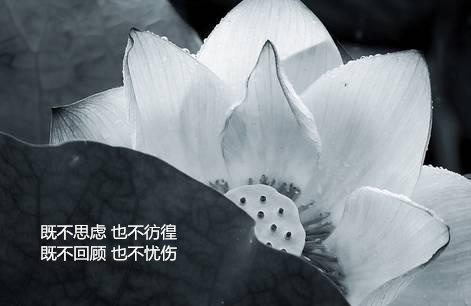 一日禅 | 既不思虑，也不彷徨；既不回顾，也不忧伤。