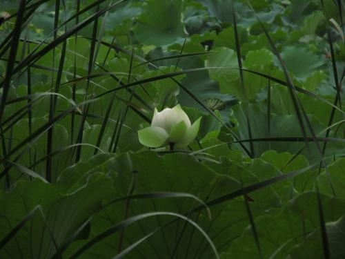 一日禅：顺其自然