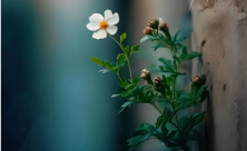 从修行的角度来看，什么是“道高一尺，魔高一丈”？