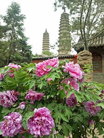 看牡丹何必去洛阳 山西有座寺院一定让你不虚此行