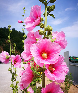 智慧法语:佛说世间万象如梦变化无常 智慧法语:佛说世间万象如梦变化无常